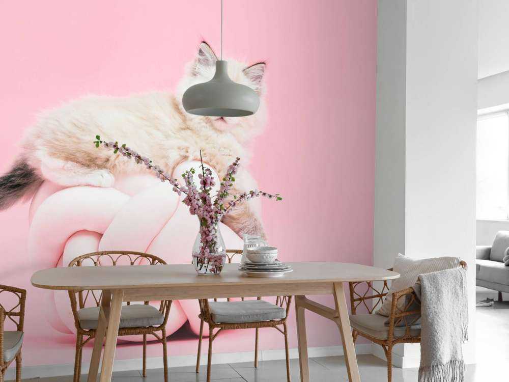 Weiße Katze auf rosa Hintergrund