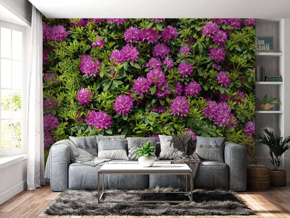 Rhododendron