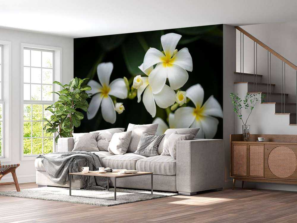 Nahaufnahme Plumeria
