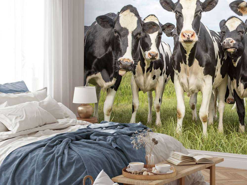 Herde mit Kühen
