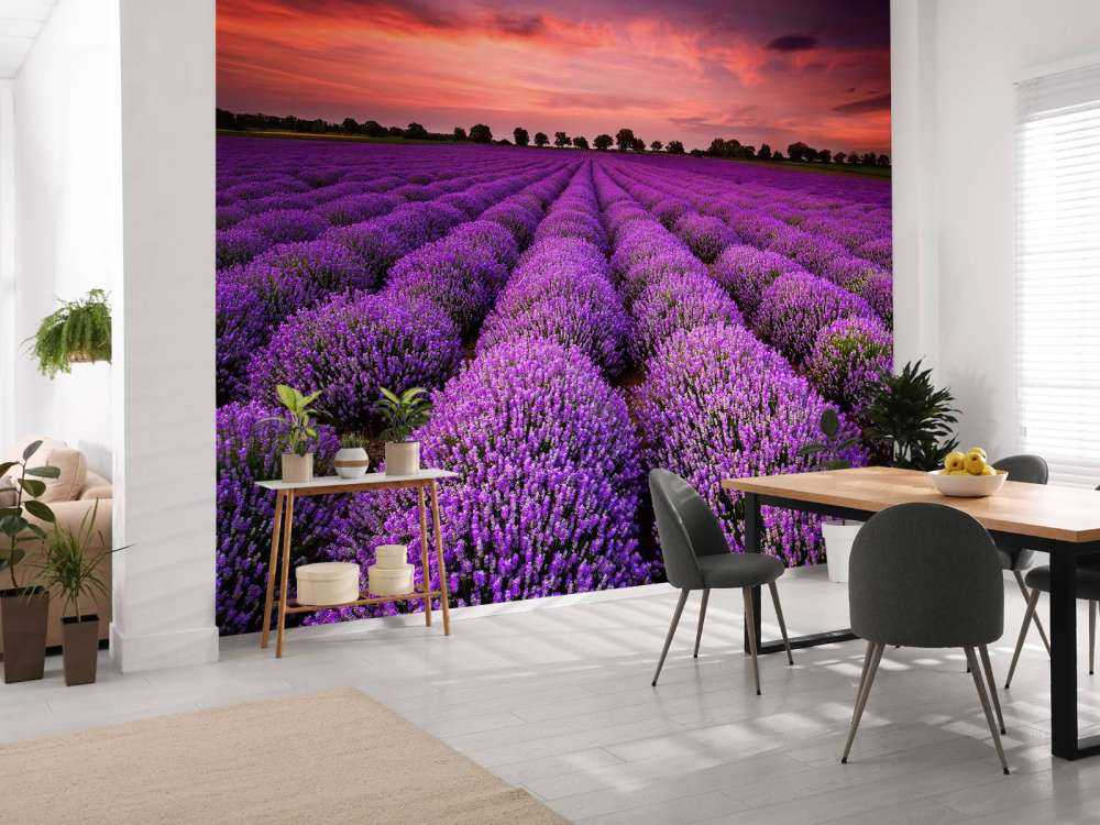 Feld mit Lavendel