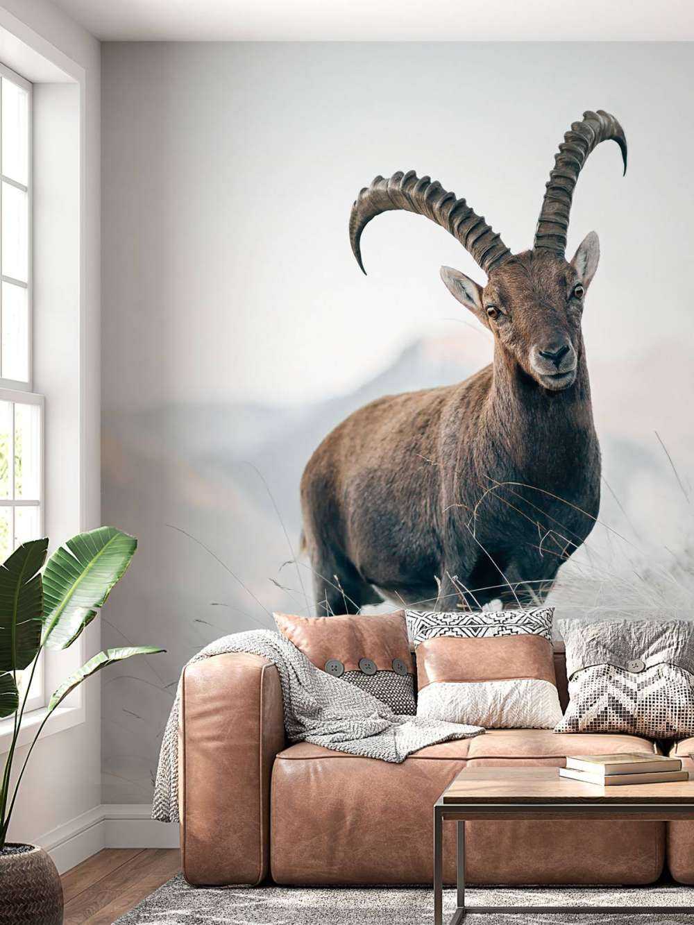 Alpensteinbock