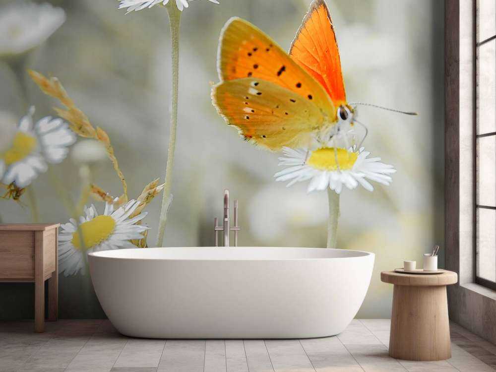 Gänseblümchen und orangefarbener Schmetterling