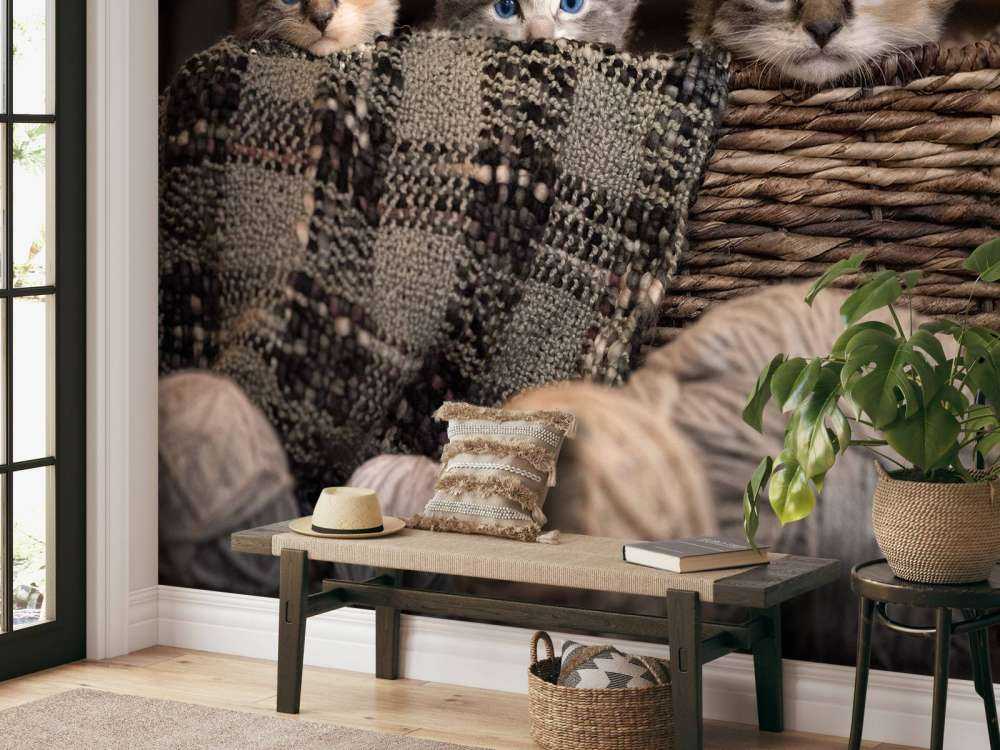 Drei Katzen in einem Korb